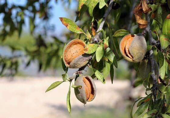 almond tree and fruits