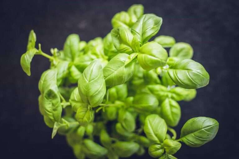 42 leading basil nutrition values and tips