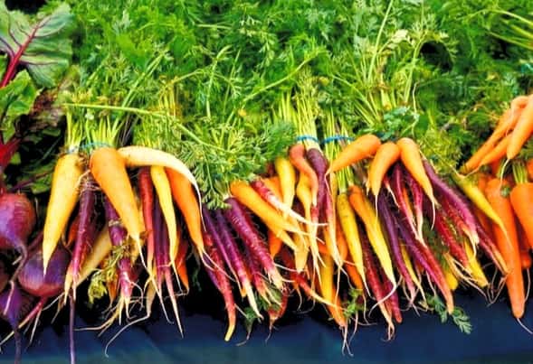 different colours carrots 