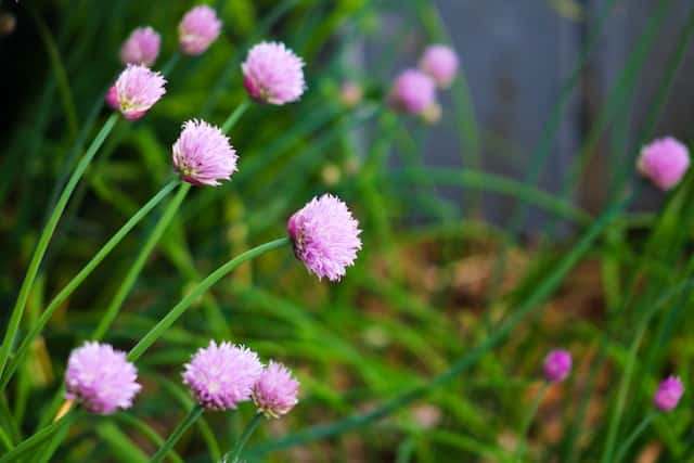 chive with purple flowers