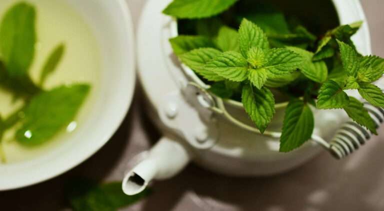 33 free mint kitchen insights and benefits