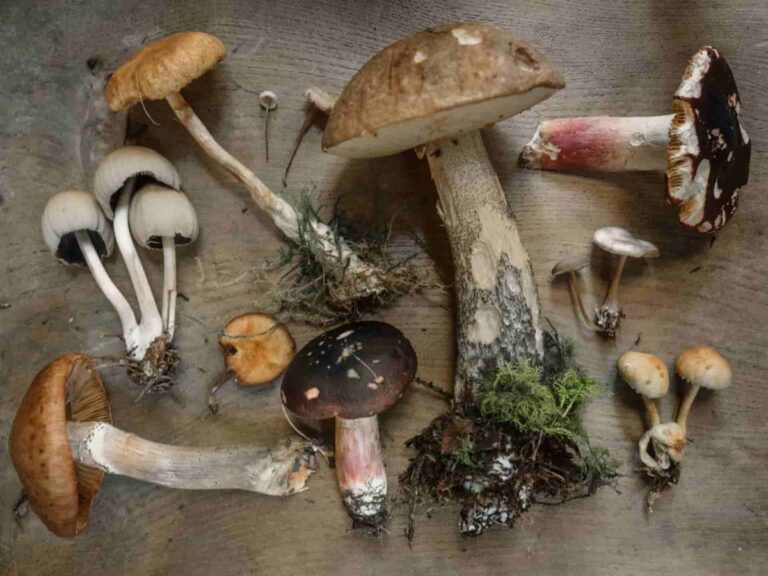 Mushroom 101 kitchen insights, tips and benefits