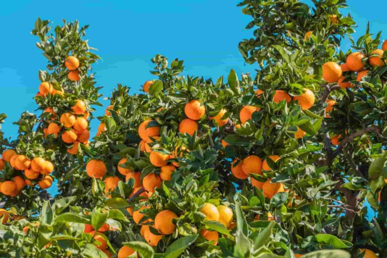 36 free orange kitchen insights and benefits
