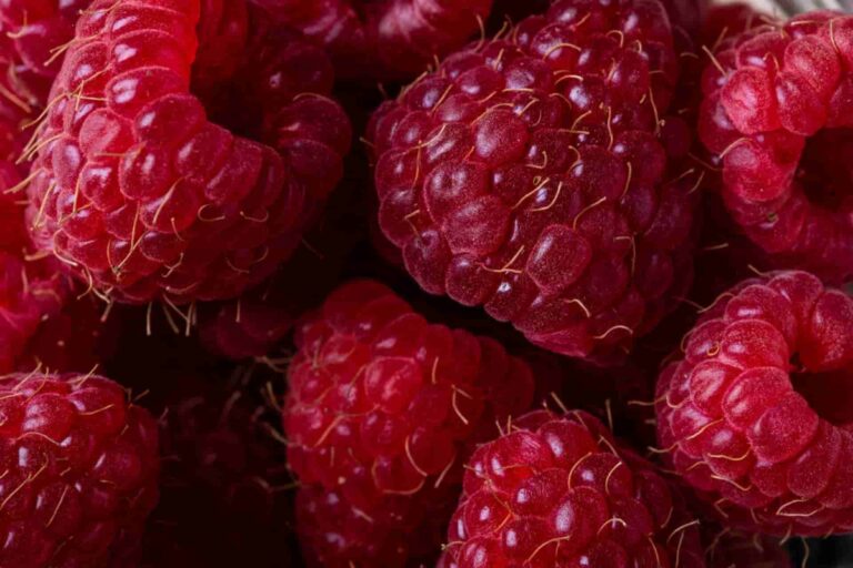 33 free raspberry kitchen insights and benefits
