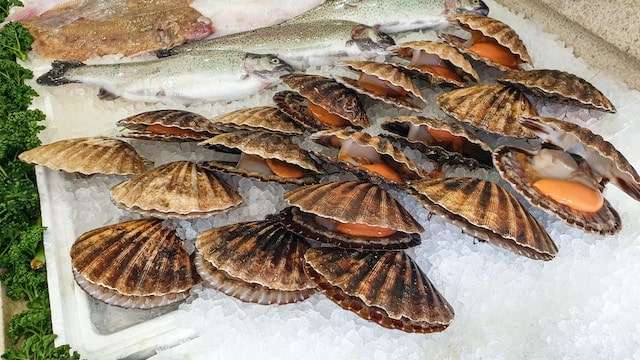 Fresh scallops and fish on ice