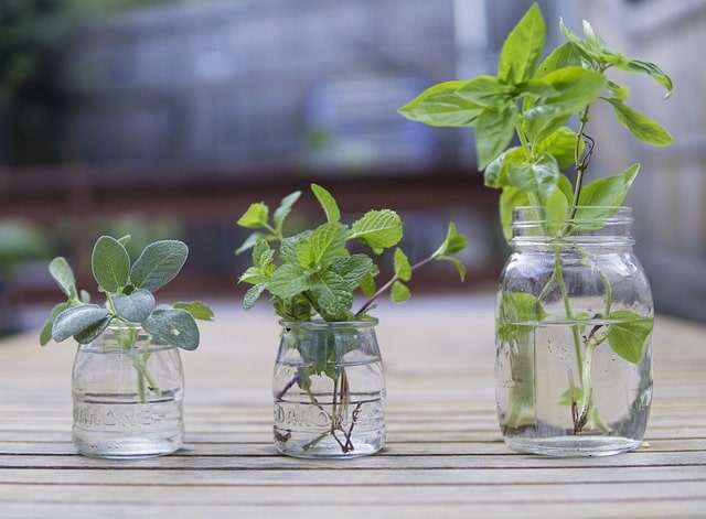 Sage, mint and basil in jars