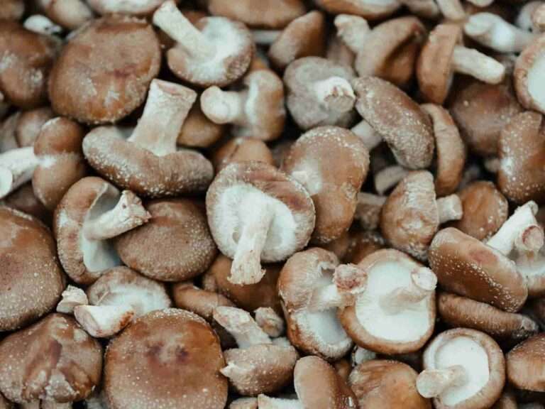 Shiitake mushroom 101- kitchen insights and benefits